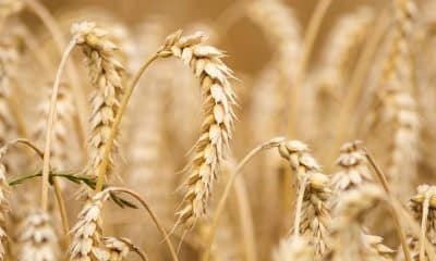 Commerce ministry tightens norms to check wheat export by corrupt traders