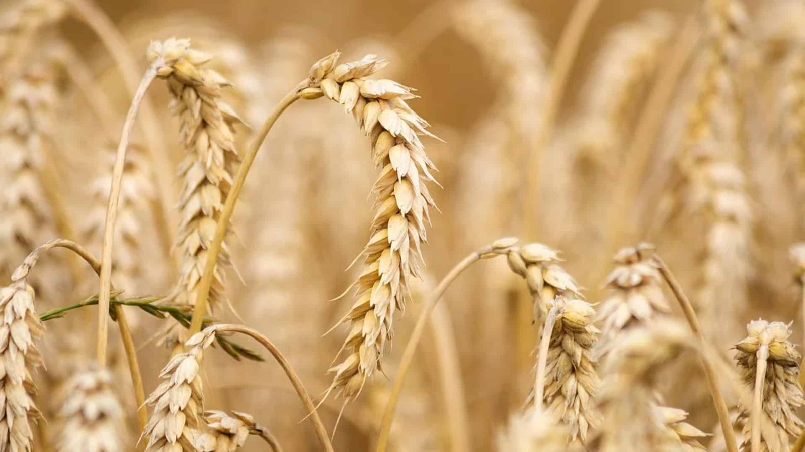 Commerce ministry tightens norms to check wheat export by corrupt traders