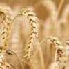 Wheat prices hit record high after India export ban