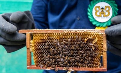 Bring Back Bees Project Sets up Apiary Units Selling NFT Digital Tokens