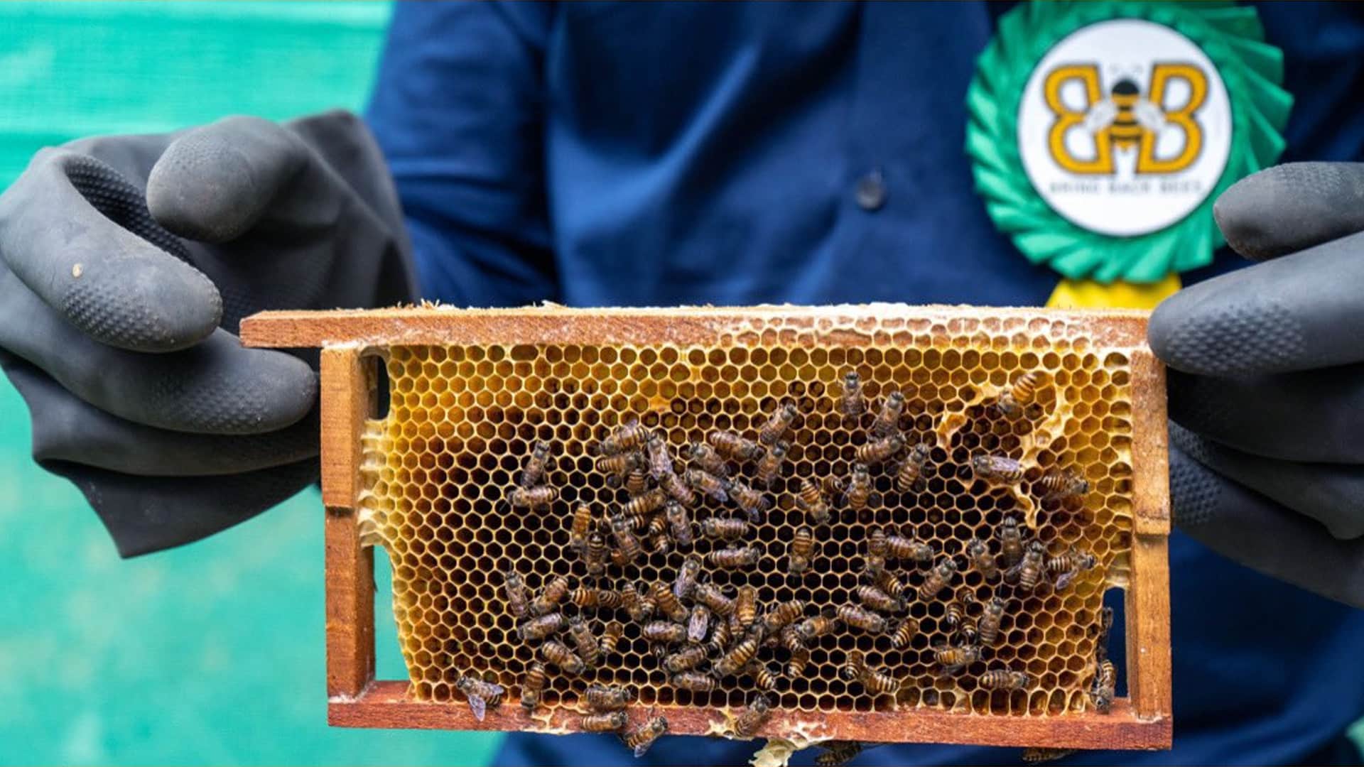 Bring Back Bees Project Sets up Apiary Units Selling NFT Digital Tokens