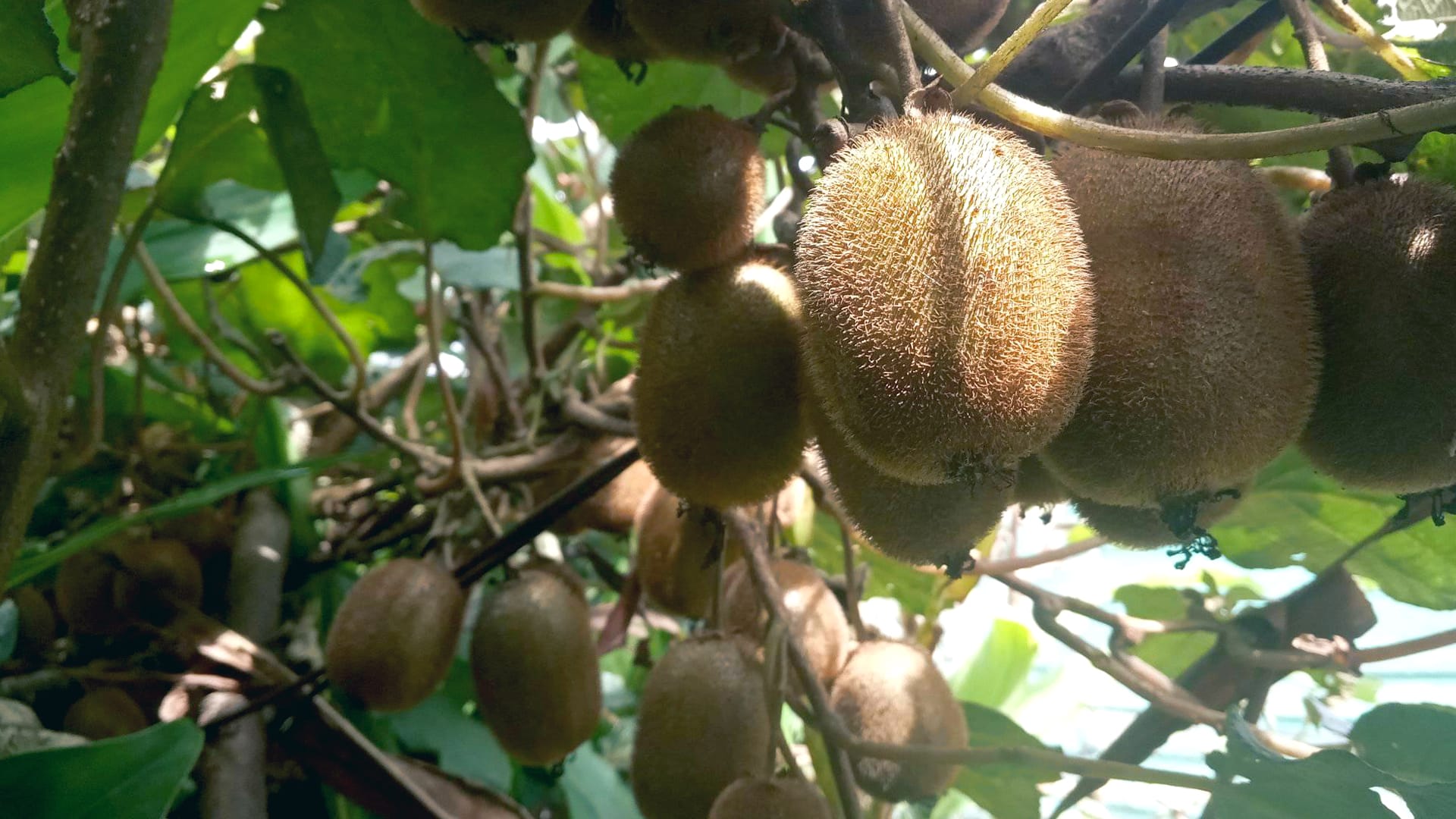 IG Fresh Produce to invest Rs 100 crore in Arunachal Pradesh for Kiwi cultivation