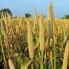 Scientists working to increase shelf life of millets-based products, validate health benefits