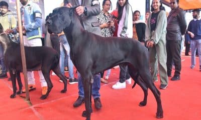 This Unique World Record was Made at 'Jaipur Dog Show 2023' World's Largest Cake Made for Stray Dogs