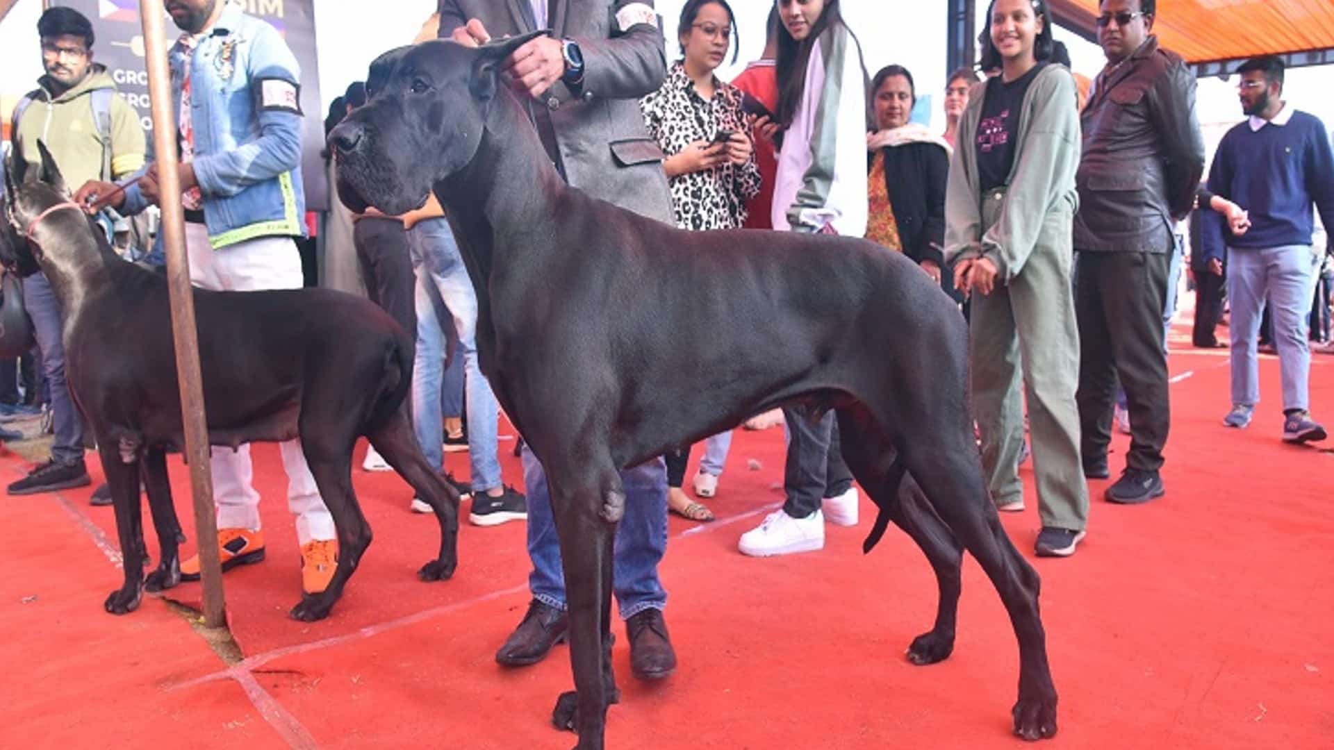 This Unique World Record was Made at 'Jaipur Dog Show 2023' World's Largest Cake Made for Stray Dogs