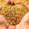 FCI must open more procurement centres in UP, sell more wheat in open market: Goyal