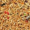 Union Budget intends to make India a global hub for millets