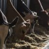 Govt rolls out credit guarantee scheme for MSMEs in livestock sector