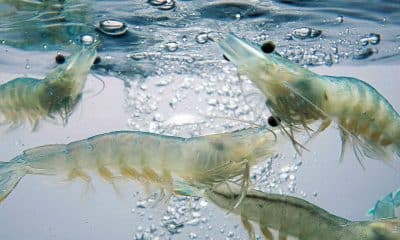 India seeks EU nod for export of aquaculture shrimps by newly listed firms