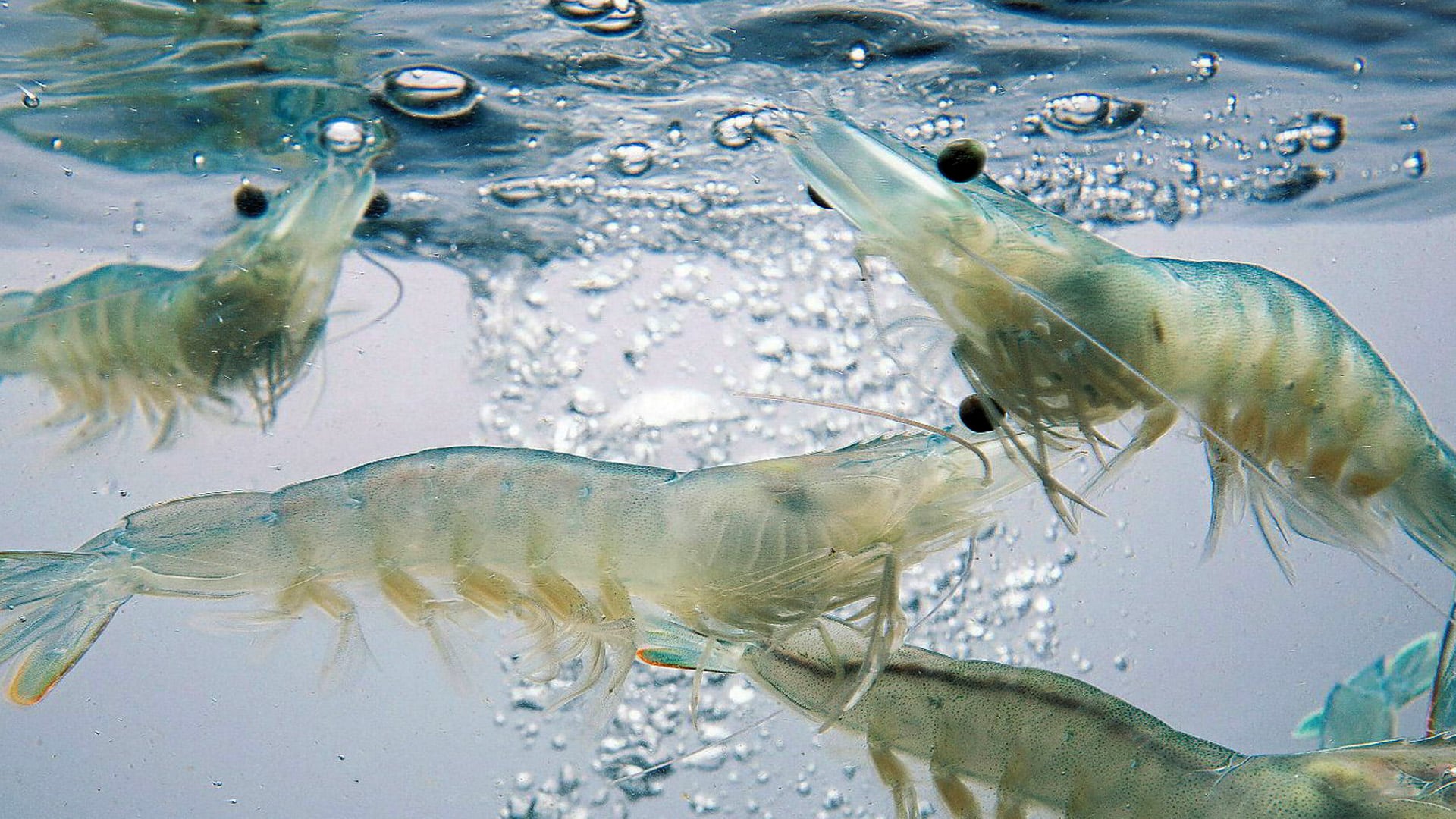 India seeks EU nod for export of aquaculture shrimps by newly listed firms