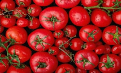 Paytm E-commerce partners with NCCF, ONDC to sell tomatoes at Rs 70/kg in Delhi-NCR