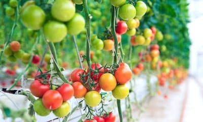 Price rise, short supply and modern farming techniques help tomato farmers in Budgam