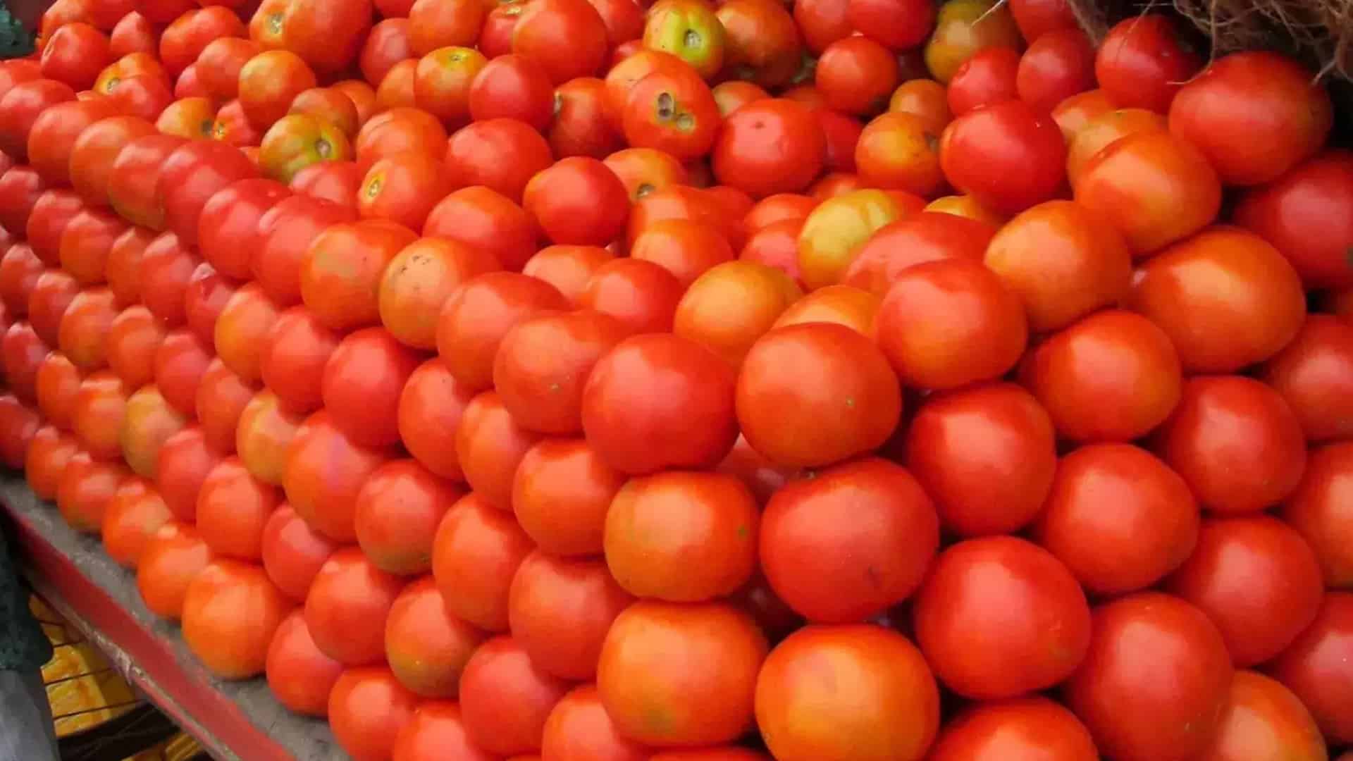 Magicpin to provide tomato for Rs 50 per kg at select ONDC platforms