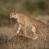 Madhya Pradesh Cheetah Project Secrecy Raises Transparency Concerns