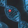Japanese Scientists Use CRISPR to Remove Extra Chromosome Linked to Down Syndrome