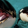 Jessica Radcliffe Orca Attack Video Exposed as AI-Generated Hoax