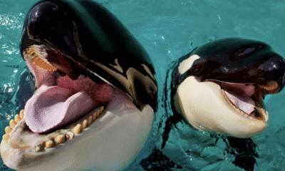 Jessica Radcliffe Orca Attack Video Exposed as AI-Generated Hoax
