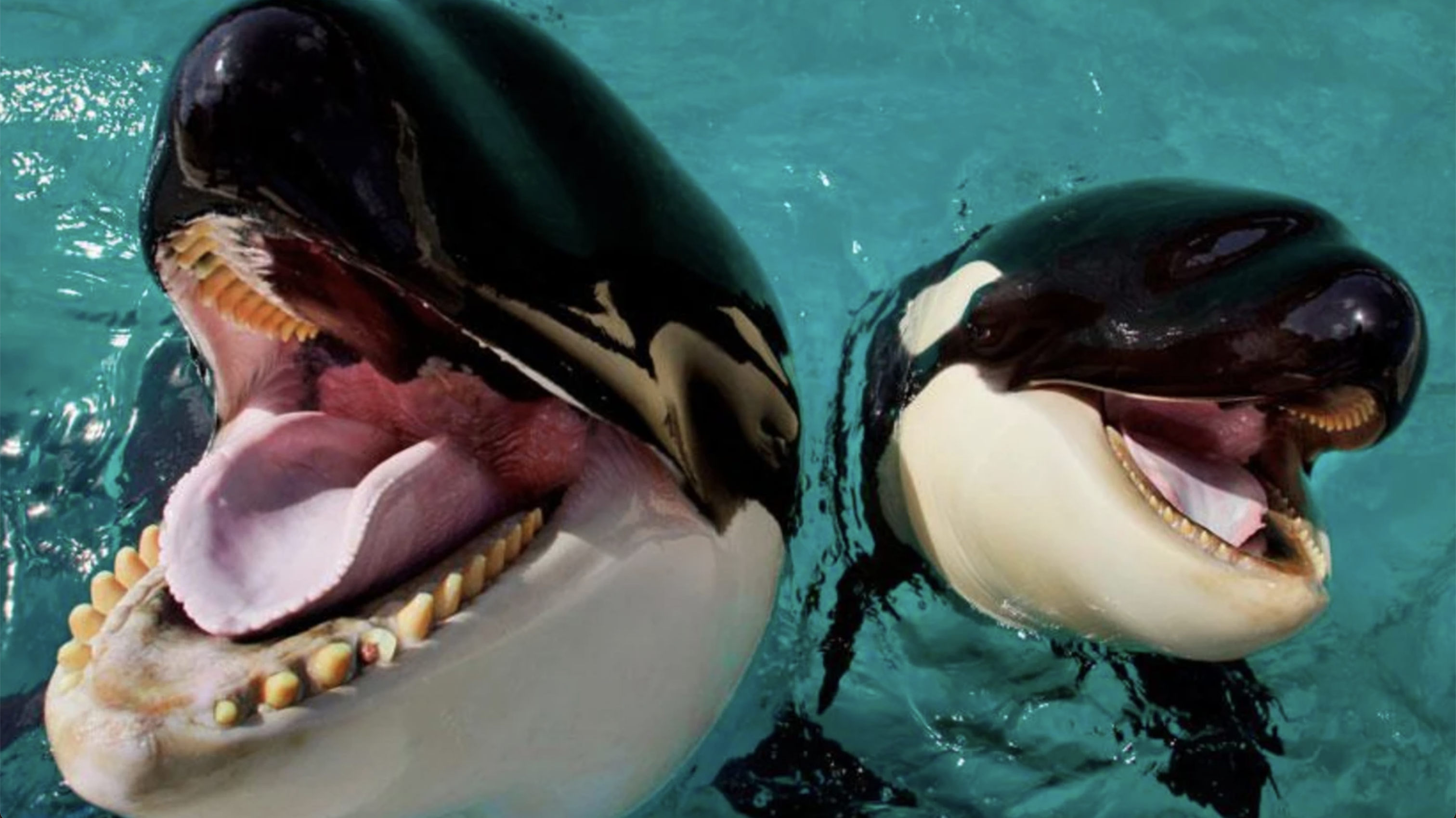 Jessica Radcliffe Orca Attack Video Exposed as AI-Generated Hoax