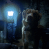 Shudder Good Boy Trailer Promises a Terrifying Dog’s-Eye View of the Supernatural