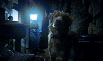 Shudder Good Boy Trailer Promises a Terrifying Dog’s-Eye View of the Supernatural