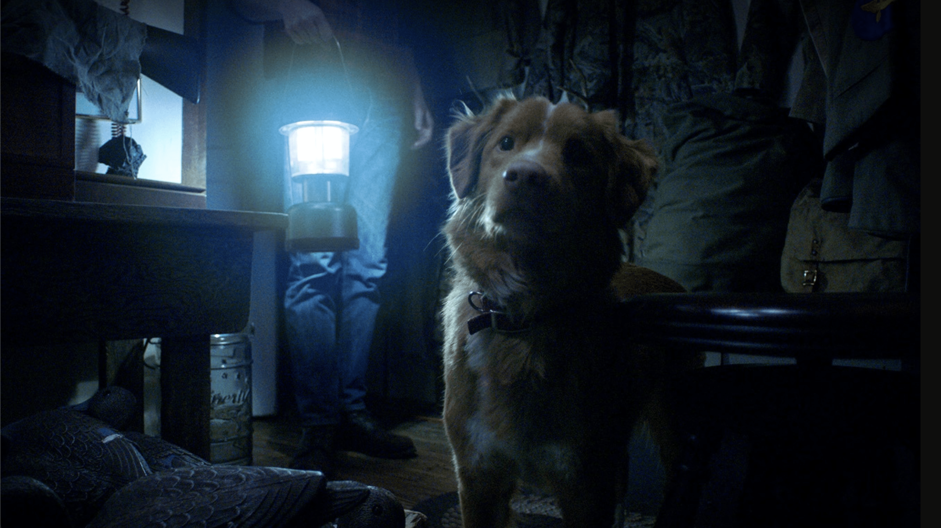 Shudder Good Boy Trailer Promises a Terrifying Dog’s-Eye View of the Supernatural