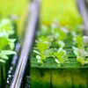 Shunya Agritech Partners with ICAR-IIMR to Pioneer Hydroponic Maize Fodder Research