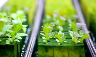 Shunya Agritech Partners with ICAR-IIMR to Pioneer Hydroponic Maize Fodder Research