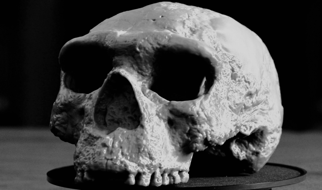 Million-Year-Old Skull Found in China - Replica (BBC)