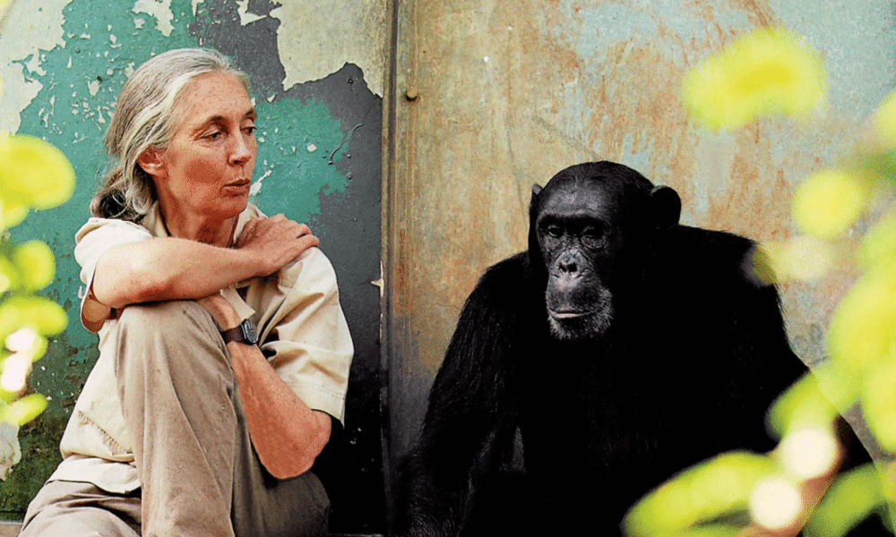 Jane Goodall Dies at 91 The Scientist Who Revolutionized Our Understanding of Chimpanzees