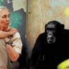Jane Goodall Dies at 91 The Scientist Who Revolutionized Our Understanding of Chimpanzees