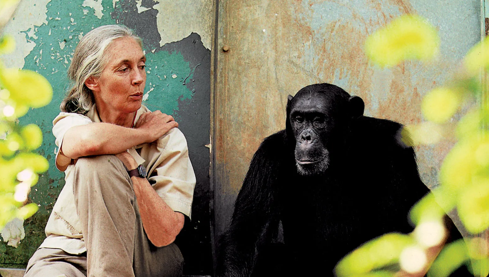 Jane Goodall Dies at 91 The Scientist Who Revolutionized Our Understanding of Chimpanzees