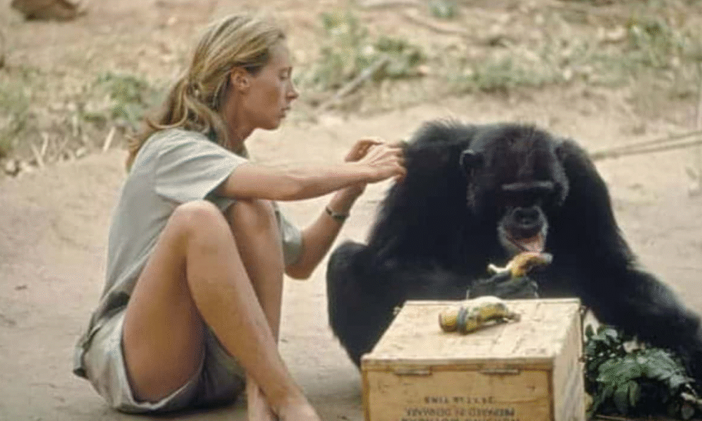 Jane Goodall's Research on Chimpanzees