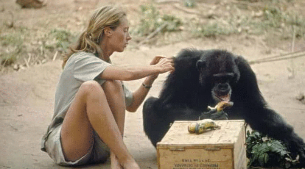 Jane Goodall's Research on Chimpanzees