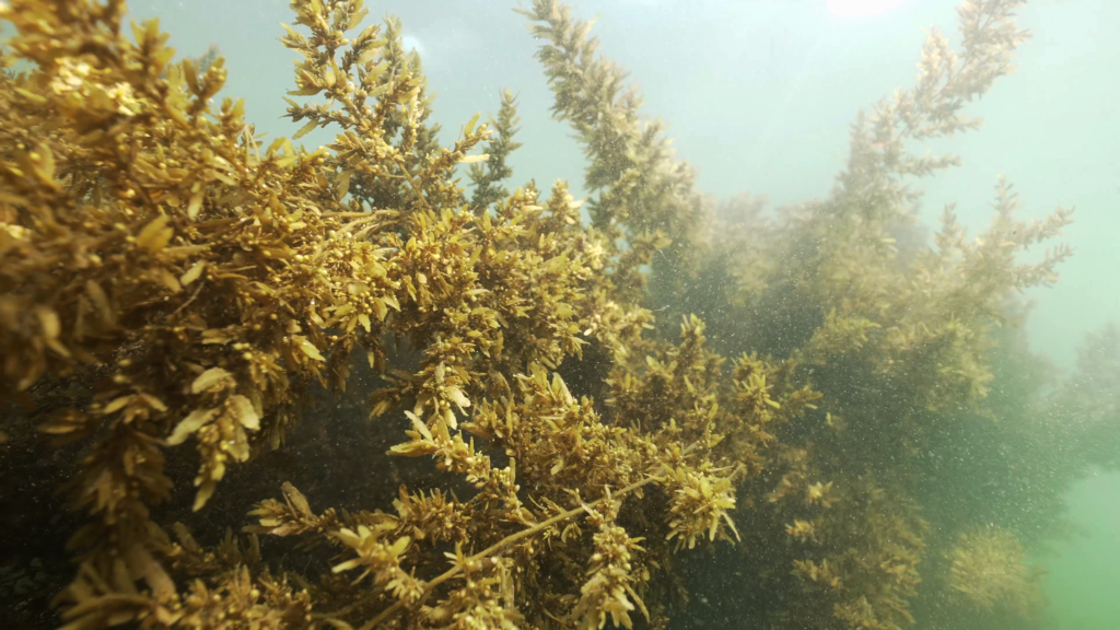 Museum of Goa to Host ‘Step into the Sea’