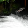 Cocaine in rivers is changing salmon behaviour, new study finds — and the results are alarming Australia's Griffith University benzoylecgonine Water ways Pollution Water
