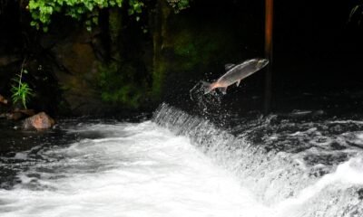 Cocaine in rivers is changing salmon behaviour, new study finds — and the results are alarming Australia's Griffith University benzoylecgonine Water ways Pollution Water