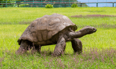 World’s Oldest Tortoise Targeted in Viral Crypto Death Scam Tortoise Crypto Scam Saint Halena 190 years