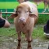 Blond ‘Donald Trump’ Buffalo Saved From Eid al-Adha Sacrifice After Viral Fame in Bangladesh