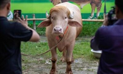 Blond ‘Donald Trump’ Buffalo Saved From Eid al-Adha Sacrifice After Viral Fame in Bangladesh