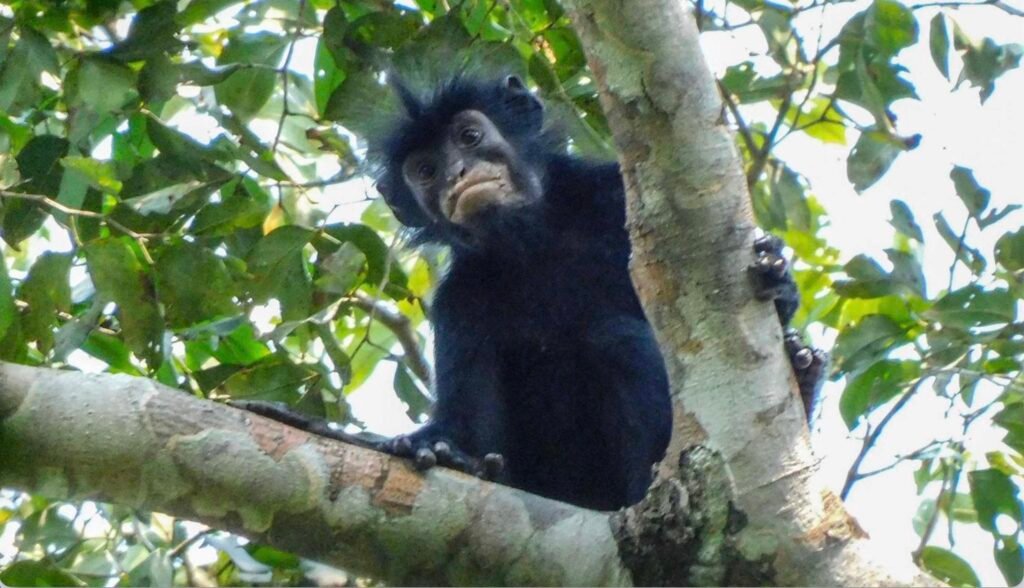 New Monkey Species Hidden in Congo Rainforest - Likweli Colobus congoensis