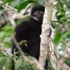 Scientists Discover Rare New Monkey Species Hidden in Congo Rainforest Likweli Colobus congoensis
