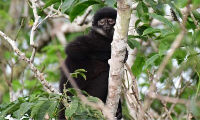Scientists Discover Rare New Monkey Species Hidden in Congo Rainforest Likweli Colobus congoensis