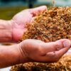 AI Is Coming for India’s Tobacco Auctions Could Change How Farmers Get Paid Constems AI