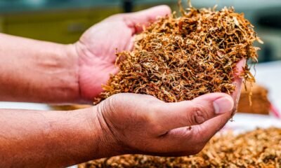 AI Is Coming for India’s Tobacco Auctions Could Change How Farmers Get Paid Constems AI